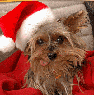 Weihnachten_Hund.gif