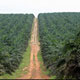 biofuel_oilpalm.jpg