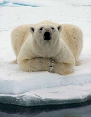 polarbear77.jpg