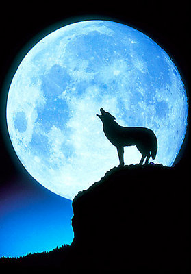 wolfDMp16_468x672.jpg