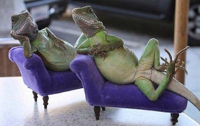 laura_and_lana_for_henry_lizardlover_website.jpg