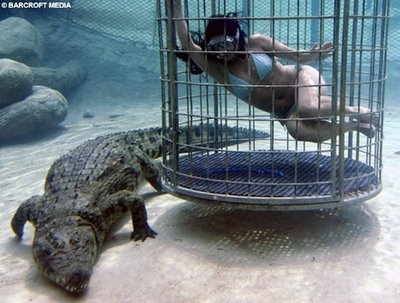 483e482c83525001_alligator.jpg