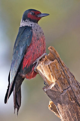 lewis-woodpecker.jpg