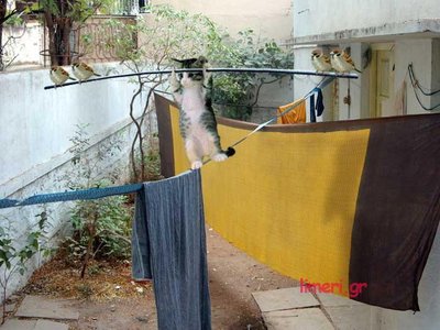 kitten_clothesline_walker_farkie_the_wondercat.preview.jpg