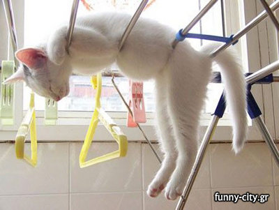 cat-dryer.jpg
