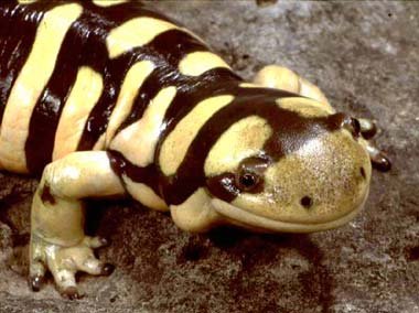 tiger_salamander_380.jpg
