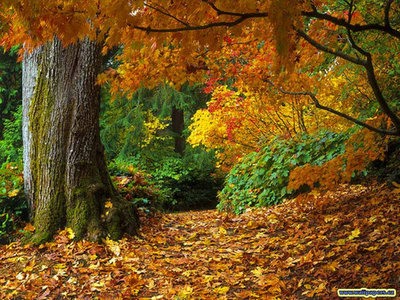 64968-fall-of-autumn-leaves-wallpaper.jpg