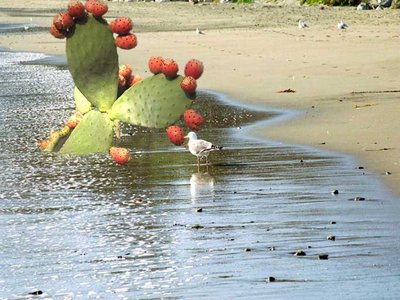 cactus10.jpg