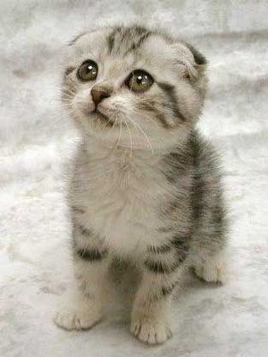 cute kitten(weee).jpg
