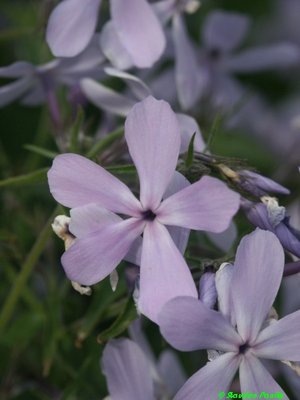 Phlox divaricata Clouds of Perfum A.jpg