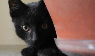 blackcat_171107.jpg