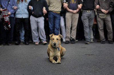 riot dog leads march.jpg