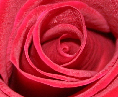 rose_mars.jpg