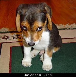 guilty-puppy.jpg