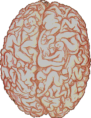 zzzmalebrain.gif