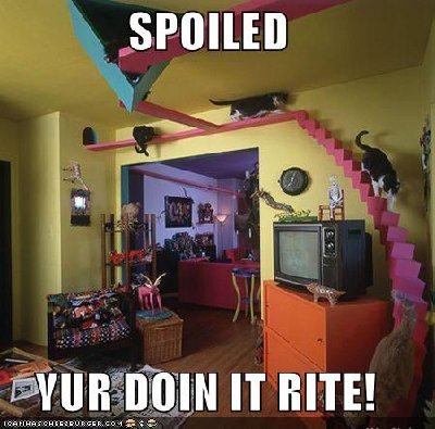 funny-pictures-these-cats-are-totally-spoiled.jpg