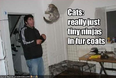 funny-pictures-cats-are-tiny-ninjas-in-fur-coats.jpg