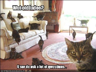 funny-pictures-cat-accuses-you-of-asking-too-many-questions.jpg