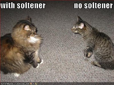funny-pictures-cats-with-and-without-softener.jpg
